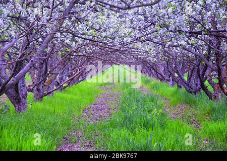 Fiori bianchi su vecchi alberi da frutto di mele nel frutteto all'inizio della primavera. Fila di alberi di mele con erba verde e in Provo Utah, USA. Foto Stock