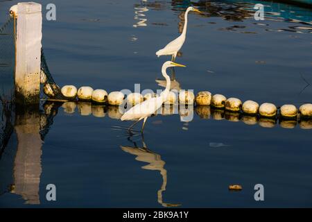 Grandi egreti sono alla ricerca di cibo nelle acque inquinate della laguna di Negombo a Negombo in Sri Lanka. Foto Stock