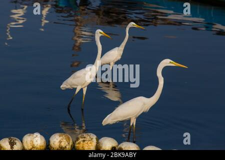 Grandi egreti sono alla ricerca di cibo nelle acque inquinate della laguna di Negombo a Negombo in Sri Lanka. Foto Stock