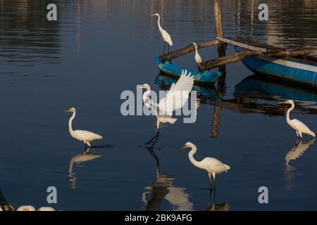 Grandi egreti sono alla ricerca di cibo nelle acque inquinate della laguna di Negombo a Negombo in Sri Lanka. Foto Stock