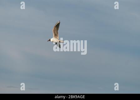 Solitario gabbiano che vola nel cielo primaverile contro il cielo blu sfondo Foto Stock