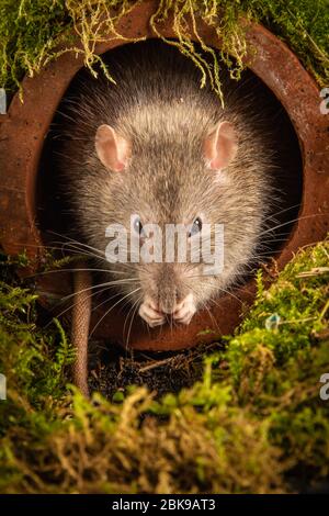 Un comune ratto marrone, Rattus norvegicus, appena emergente da una tuba di drenaggio . La sua testa si mostra come predica i suoi whiskers. Si affaccia verso il futuro Foto Stock