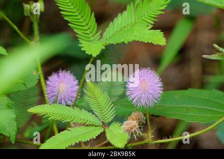 Bellezza di fiori di mimosa pudica rosa Foto Stock