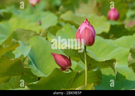 Acqua gemma di loto nello stagno e luce del sole Foto Stock