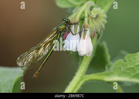 Una nuova femmina a bande Demoiselle Dragonfly, Calopteryx splendens, che si aggradisce su un fiore Comfrey in primavera. Foto Stock