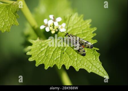 Una mosca Scorpion femminile, Panorpa communis, che si appollaiava sulla foglia di una pianta di senape aglio fiorita nel tempo di spingtime. Foto Stock