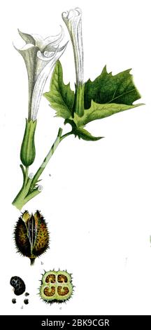 Jimsonweed / Datura stramonium / Stechapfel (libro botanica, 1909) Foto Stock