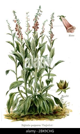 Foxglove / Digitalis purpurea / Fingerhut (enciclopedia, ca. 1910) Foto Stock