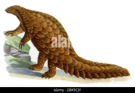 Pangolino a coda lunga / Phataginus tetradactyla SYN. Manis tetrradactyla, Manis longicaudata; Uromanis tetrradactyla / Langschwanzschuppentier (, ) Foto Stock