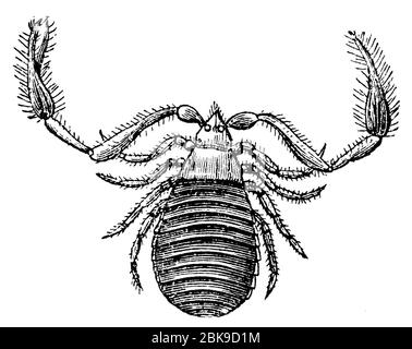 Pseudoscorpion/Cancroides del Chelifer/Bücherskorpion (enciclopedia, 1889) Foto Stock