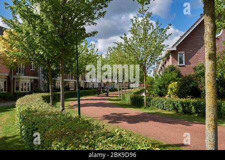 Strada residenziale nei Paesi Bassi con ampia pista ciclabile, siepe verde e senza auto. Urbanismo progettazione per lento trasporto quartiere Foto Stock