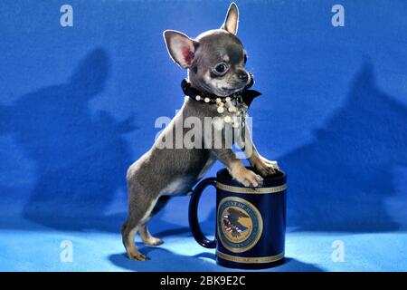 Piccolo cucciolo di Chihuahua blu a pelo corto con un arco nero e un teacup Foto Stock