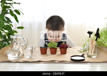 Il bambino cresce per i verdi. Il ragazzo si chinò, guarda la base del germoglio mentre si fa strada per terra. Foto Stock