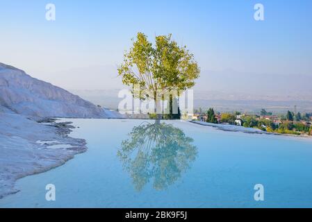 Un albero e riflessione sulla piscina a Pamukkale (castello di cotone), Denizli, Turchia Foto Stock