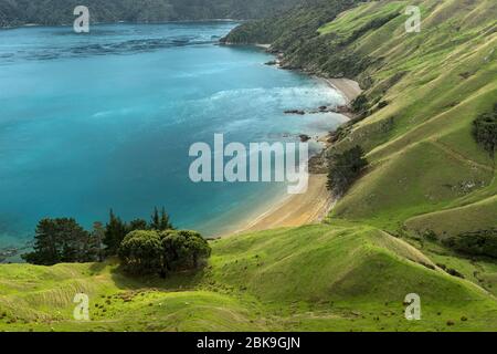 Zona costiera, pascolo, spiaggia sabbiosa, mare, Okiwi Bay-Elmslie Bay, French Pass, Marlborough, Nuova Zelanda Foto Stock