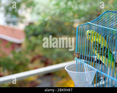 Bella bugerigar giallo e verde, pappagallo, budgie, o parakeet in una gabbia blu che guarda curiosamente fuori Foto Stock