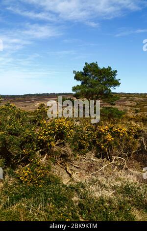 Gola comune (Ulex europaeus), pino scozzese (Pinus sylvestris) e viste tipiche, Ashdown Forest, East Sussex, Inghilterra Foto Stock