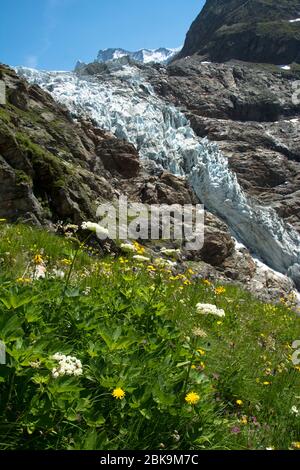 Kontrast zwischen Blumenwiese und alpinem Gletscher beim Aufstieg zur Schreckhornhütte oberhalb von Grindelwald Foto Stock