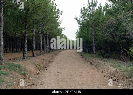 Strada sterrata tra pini che in fila in una foresta Foto Stock