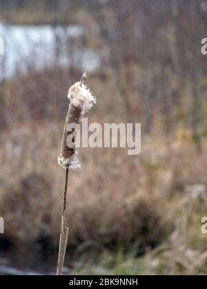 vista ravvicinata a secco di una canna su sfondo sfocato, immagine con trama a palude, frammenti di piante di palude, adatto per lo sfondo Foto Stock