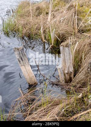 immagine con trama a palude, frammenti di piante di palude, adatta per lo sfondo Foto Stock