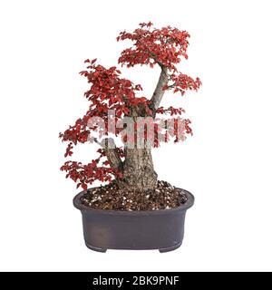 Campo elm yamadori bonsai in colori autunnali, isolato su sfondo bianco (Ulmus procera) Foto Stock