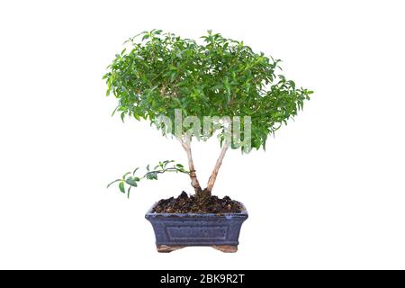 Serissa foetina, la rosa neve o bonsai scatola cinese isolato su bianco Foto Stock