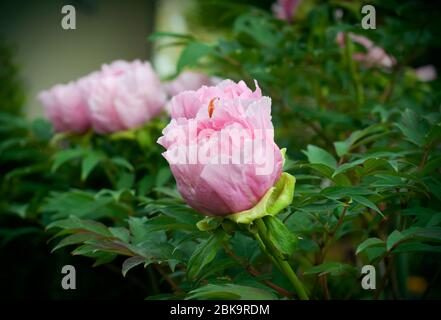 Fiore cinese rosa peonia nel giardino. Bocciolo di bellissimi fiori rosa. Primo piano Foto Stock