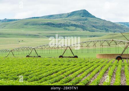 Impianto sprinkler a perno centrale per irrigazione posizionato su un raccolto in una fattoria a Kwazulu Natal, Sudafrica Foto Stock