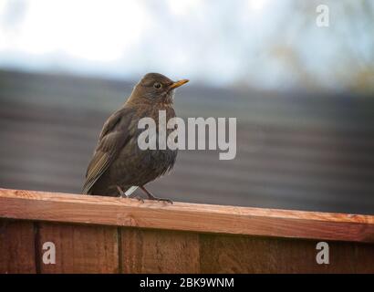 Una femmina Blackbird, Terdus merula, arroccata su una recinzione marrone all'aperto in un giardino urbano. Foto Stock