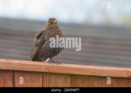 Una femmina Blackbird, Terdus merula, arroccata su una recinzione marrone all'aperto in un giardino urbano. Foto Stock