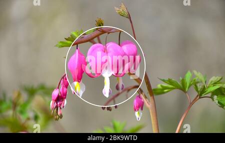 Cuore sanguinante Dicentra spectabilis 'cuore d'oro' con lente d'ingrandimento. Foto Stock