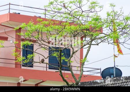 Ha macchiato dove e Pied Myna su un albero Foto Stock