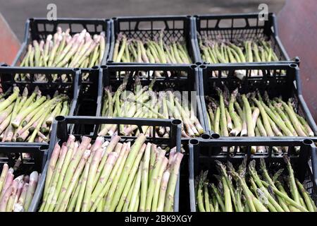 La gente raccoglie asparagi nel campo. Imballaggio di asparagi su un trasportatore industriale. Un uomo sta tenendo una pianta verde. Foto Stock