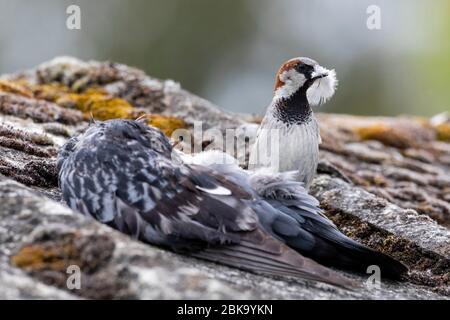 Un passero della casa (passer domesticus) raccoglie le piume dalla carcassa di un piccione morto da usare come materiale di nidificazione questa mattina nell'East Sussex, Regno Unito. Crediti: Ed Brown/Alamy Live News Foto Stock