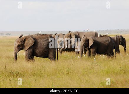 Elefanti a Amboseli Nationalpark, Kenya Foto Stock