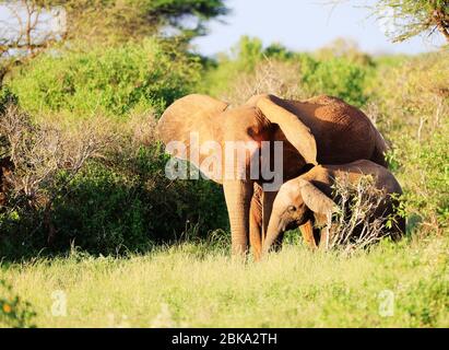 Elefanti con pelle rossa a causa della polvere in Tsavo East Nationalpark, Kenya, Africa Foto Stock