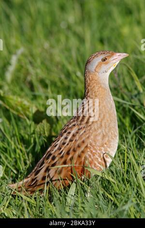 CORNCRAKE (Crex crex) in un campo di erba, Inner Hebrides, Scozia, Regno Unito. Foto Stock