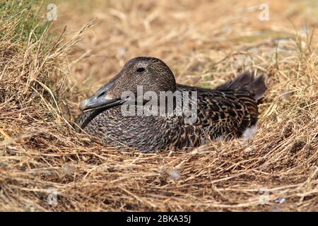 ANATRA EIDER (Somateria mollissima) femmina sul nido, Regno Unito. Foto Stock