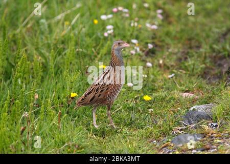 CORNCRAKE (Crex crex), Inner Hebrides, Scozia, Regno Unito. Foto Stock