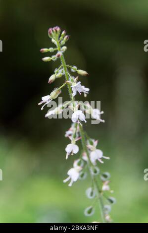 bianco fioritura incantesimo's nightshade circaea lutetiana Foto Stock