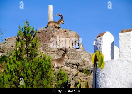 Stambecchi selvaggi sulla torre di guardia moresca a Comares, Axarquia, Malaga, Andalusia, Costa del Sol, Spagna, Europa Foto Stock