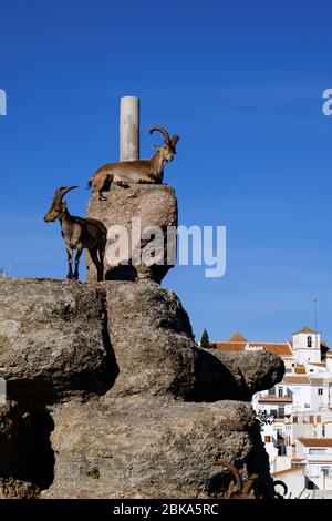 Stambecchi selvaggi sulla torre di guardia moresca a Comares, Axarquia, Malaga, Andalusia, Costa del Sol, Spagna, Europa Foto Stock