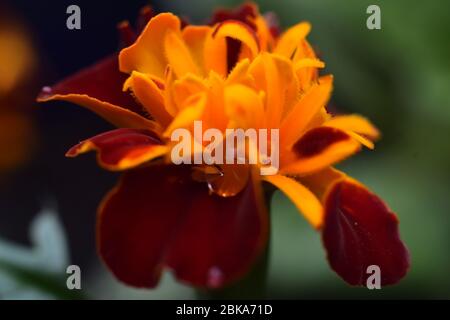 Rugiada mattutina su Tagetes Marigold Fiore Foto Stock