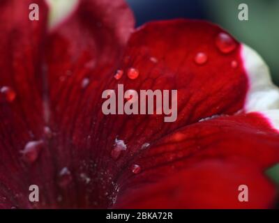 Fiore di Petunia variegato con gocce di pioggia Foto Stock