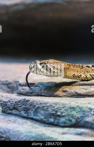 Rattlesnake Eastern Diamondback scivola attraverso il pavimento in pietra con la lingua biforcuta, gustando l'aria allo Zoo Australia di Steve Irwin a Beerwah, Queensland. Foto Stock