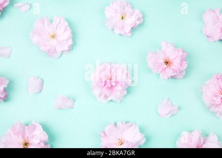 Cute primavera sakura fiore modello. Motivo floreale floreale con petali sakura fiori e su sfondo pastello turchese piatto Foto Stock