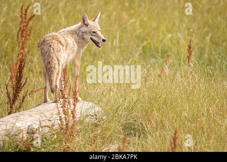 Coyote nel prato Foto Stock