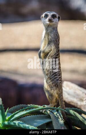 Meerkat è un'impresa di guardia in piedi in uno stabilimento di aloe nel parco di conservazione dello Zoo Australia a Beerwah nel Queensland. Foto Stock