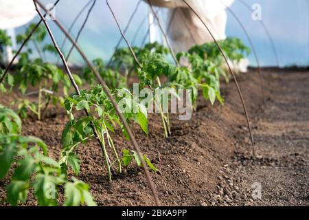 piantine di pomodoro che crescono in una serra - fuoco selettivo Foto Stock